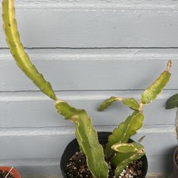 Dragon Fruit Plant