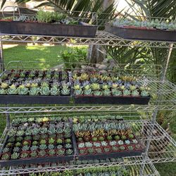 2 Inch Succulent 2$ Each. Buy More Than 5 And There 1.50$ Each