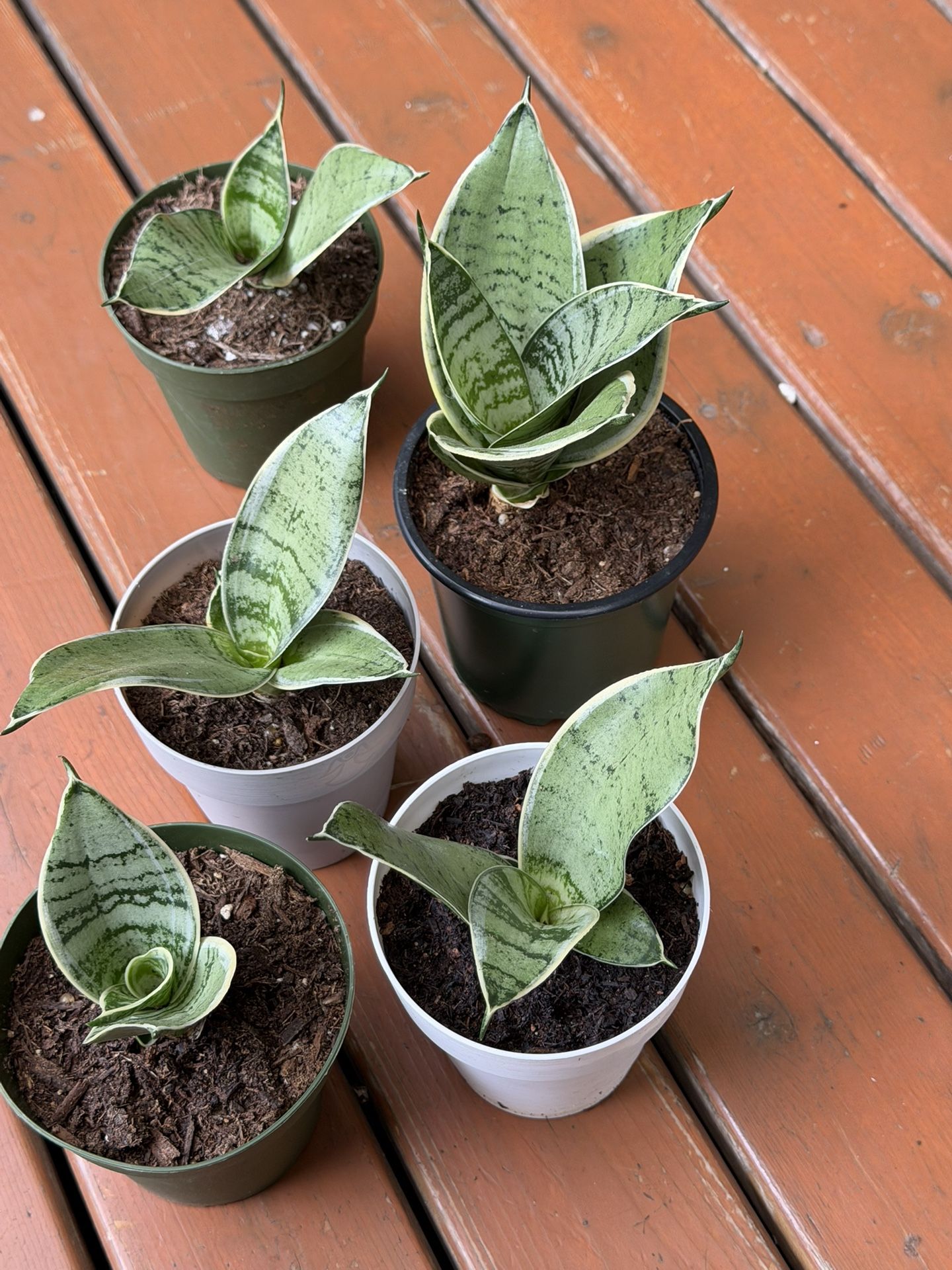 Moonshine Snake Plant $5 Each