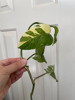 Albo Epi plant CUTTING