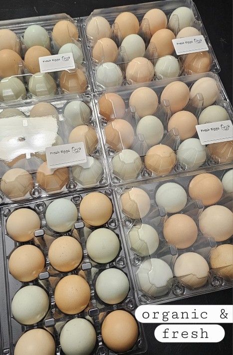 🧡🤍Organic Eggs Fresh Laid Daily 🤍🩵
