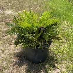 BIG Coontie palm