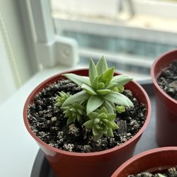 LiveForever succulents 