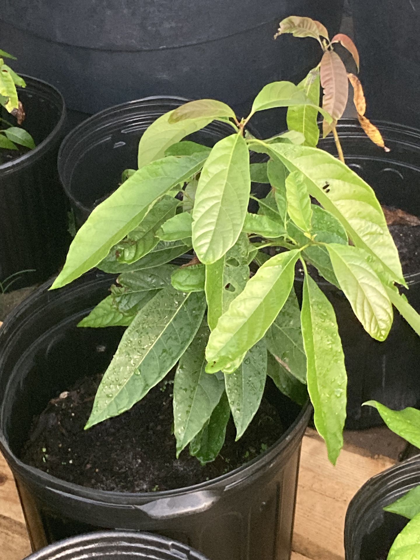 Avocado Plants