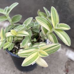 Variegated Tradescantia Outdoors Plant, In 1 Gallon Pot Pick Up Only