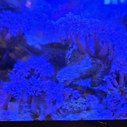 Saltwater Fish Tank 20 Gallon Long Complete 