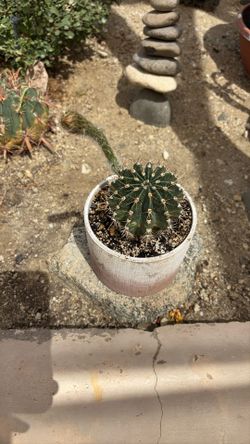 Cactus 