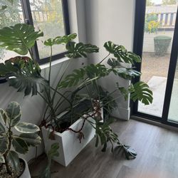 Monstera Deliciosa House Plant