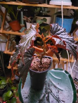 Beautiful Angel Wings. 