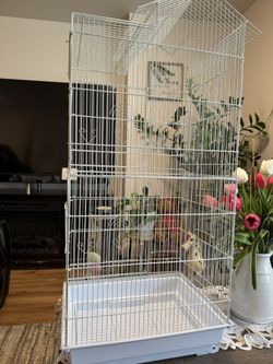 Bird Cage