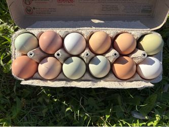 Fresh eggs