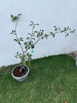 Dwarf grafted Fuji Apple Tree
