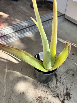 Aloe Vera Plant