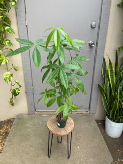 Pachira Braided Money Tree House Plant 4” Pot