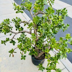 Large Jade Tree Plant Bonsai Succulent Tag Flower Pot Planter Pine Elephant Food Crassula Euphorbia Garden Lawn Yard Indoor Nursery Greenhouse 