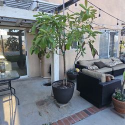 Avocado " Giant Butter" 5 FT Tall