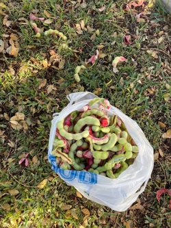 Fruto fresco Guamuchiles bolsa 45