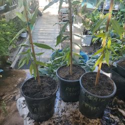 Alberta Peach Trees 2 Feet Tall