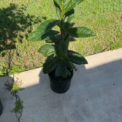 Chinese plum tree