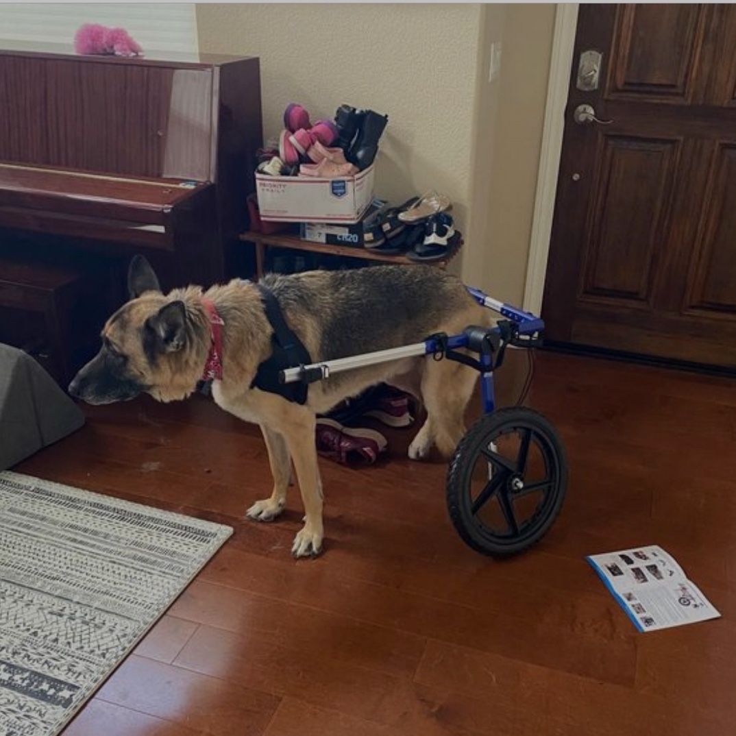 Dog Wheelchair