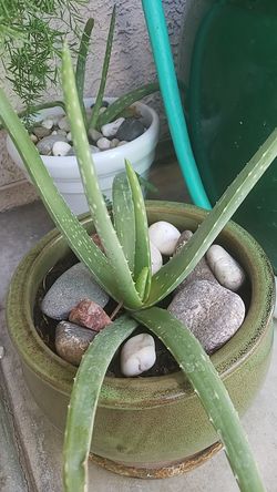 Aloe vera