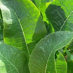 Outdoor Herb - HORSERADISH 