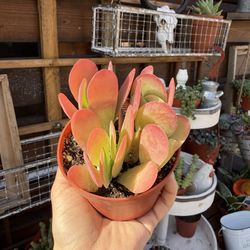 Kalanchoe Flapjack 4”