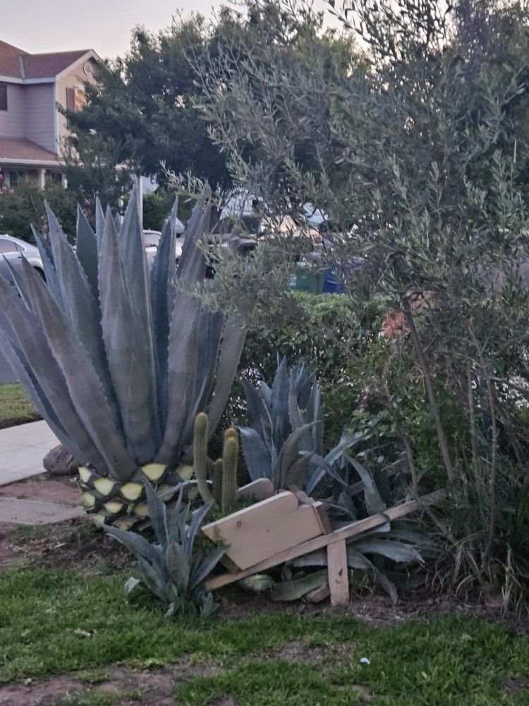 Blue Agaves. Small Ones For5 Not In Pot