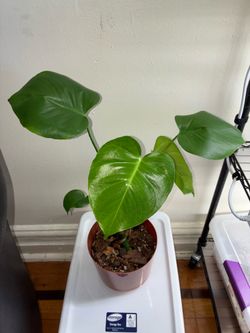 Monstera Deliciosa