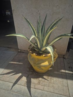 Agave 2