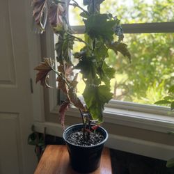 Begonia