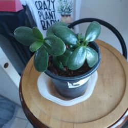 Jade Plant 