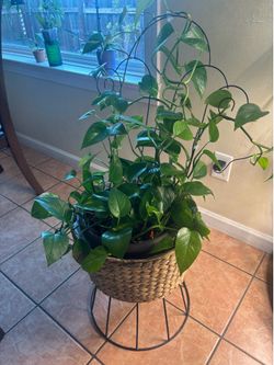 Pothos with wicker plant stand