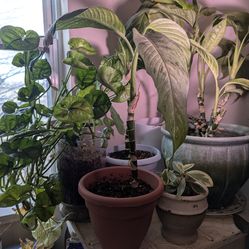 Assorted House Plants