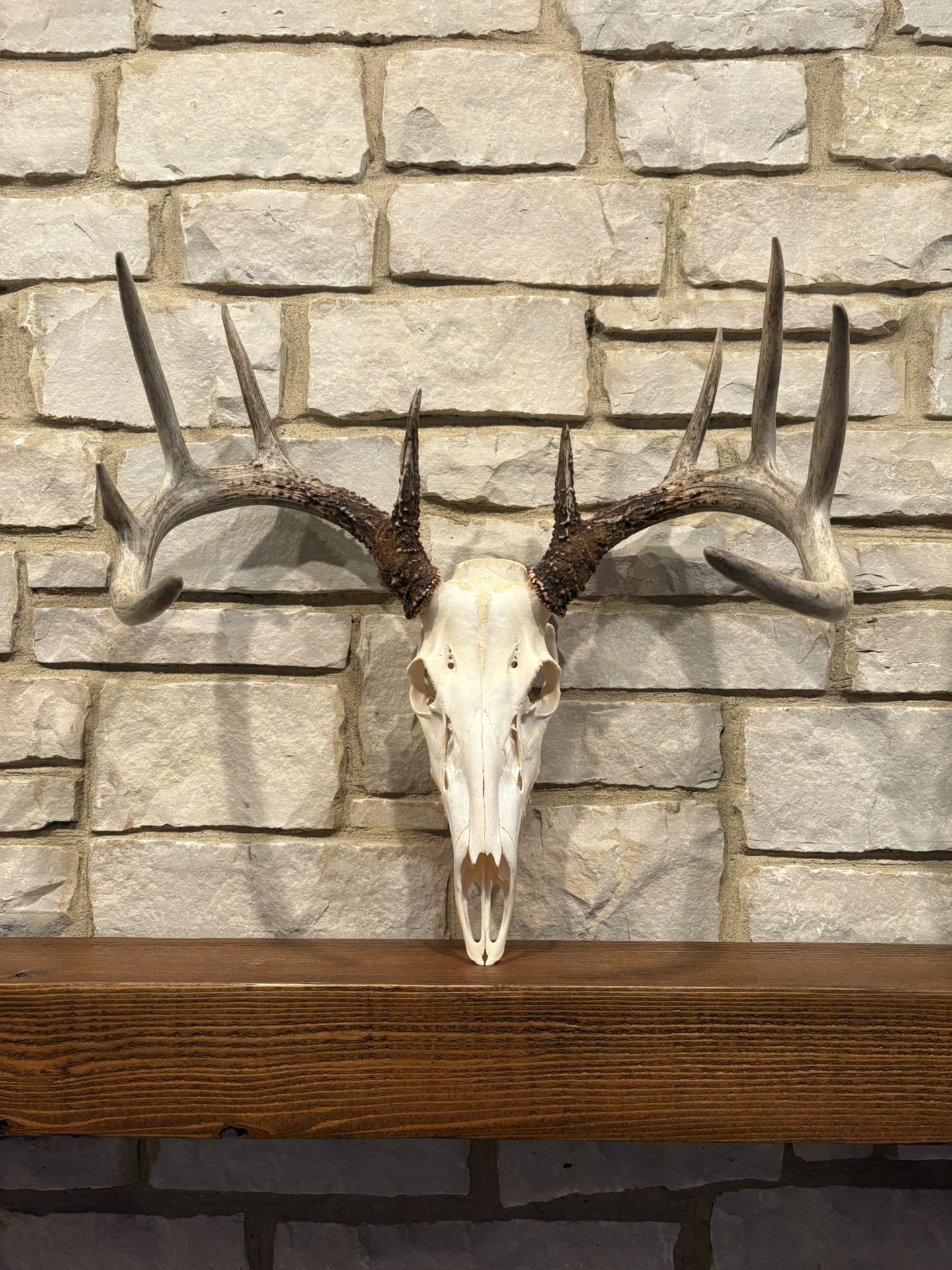 Deer Skull -Taxidermy -Antlers