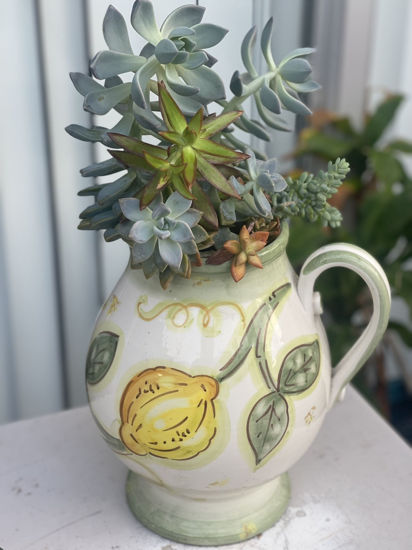 Live Lemon Succulent Creation