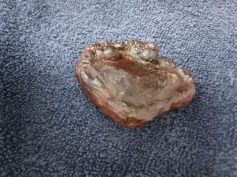 120 yr. old , charmer , Golden , Petrified , Ocean ,  Clam