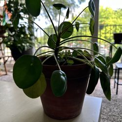 Chinese Money Plant Pilea peperomioides