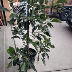 Avacado Tree 