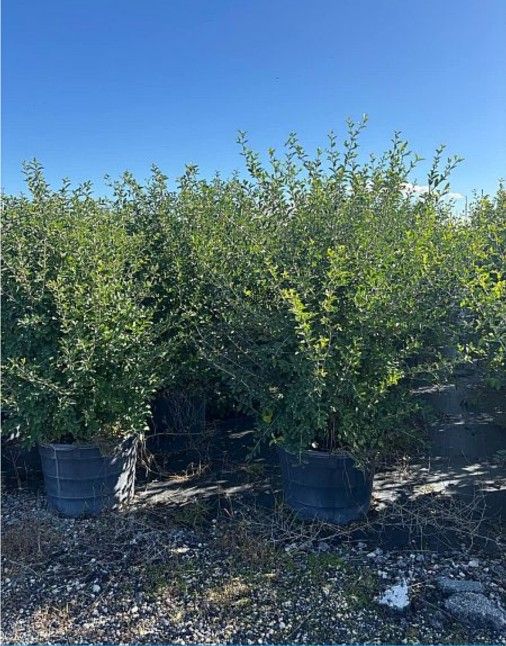 Barbados cherry huge plants available over 6 feet tall for Hedge or tree edible fruit
