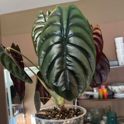 Alocasia Cuprea