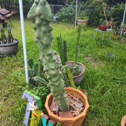 Big Totem Pole Cactus 