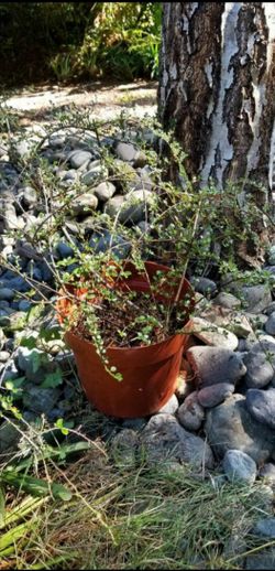 Rock Cotoneaster Plant