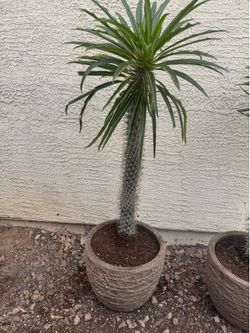 Madagascar palm 3-4ft tall