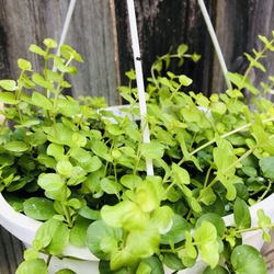 🪴🪴CREEPING JENNY BASKET PLANT 🪴🪴