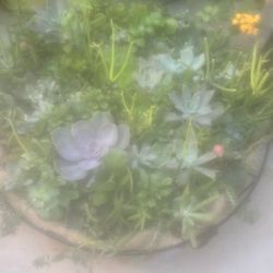 Large Hanging Basket Of Mixture Of Succulents2x2 