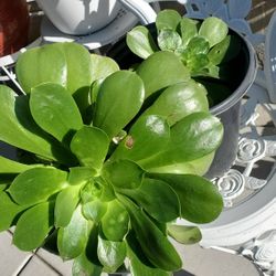 Succulent 