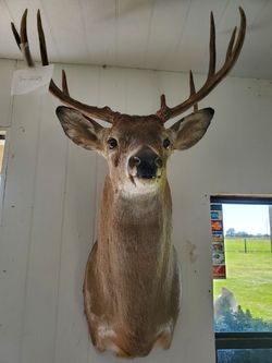 Taxidermy deer