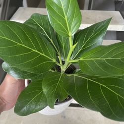 Ficus “Audrey” | Indian Rubber Tree | Grows Over 6’ Ft Tall