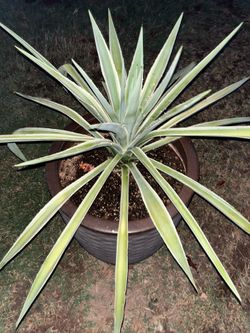Plants aloe Vera Yucca